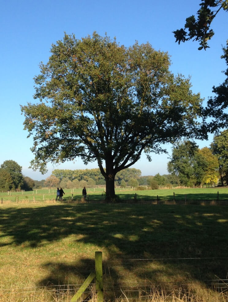 Boom in grasveld